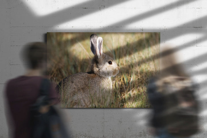 Desert cottontail, Devil's Tower National Monument, Wyoming