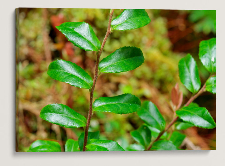 Evergreen huckleberry, Ah-Pah Interpretive Trail, Prairie Creek Redwoods State Park, California, USA