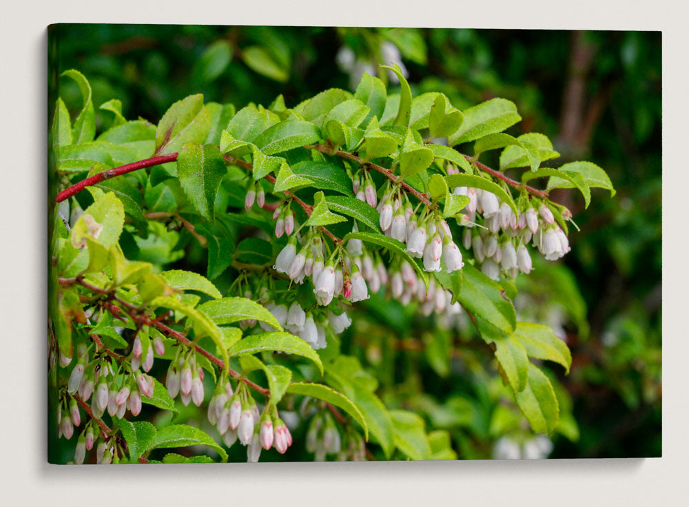 Evergreen Huckleberry, Elk Prairie Trail, Prairie Creek Redwoods State Park, California, USA