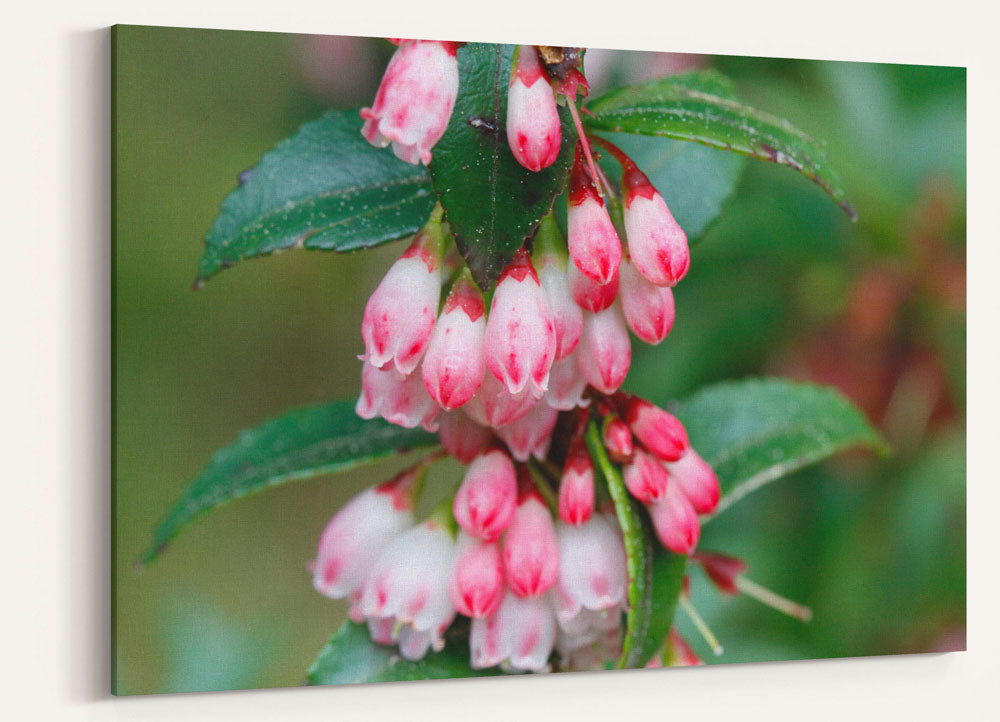 Evergreen huckleberry, Prairie Creek Redwoods State Park, California