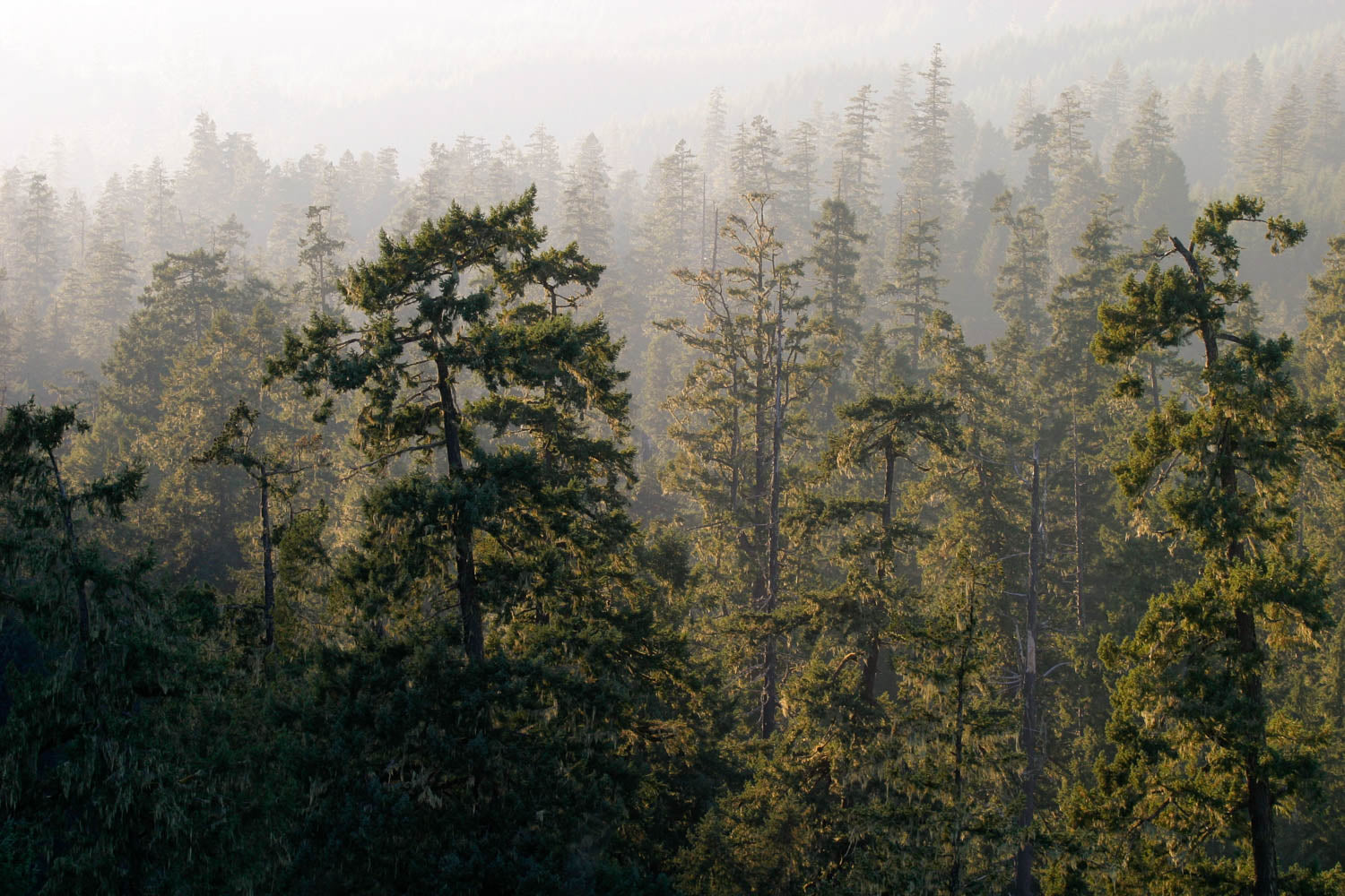 Tree and Forest Canvas Print Collection - Rob Mutch Ecosystem Photo