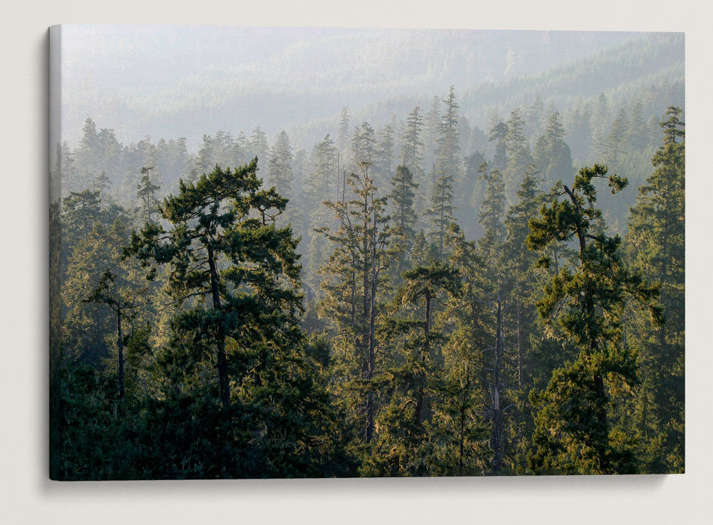 Old-Growth Douglas Fir Forest, Willamette National Forest, Oregon