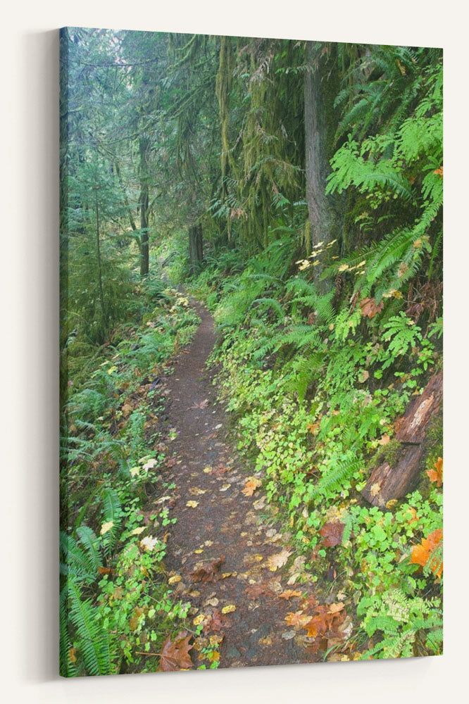 Fall Creek National Recreation Trail, Willamette National Forest, Oregon