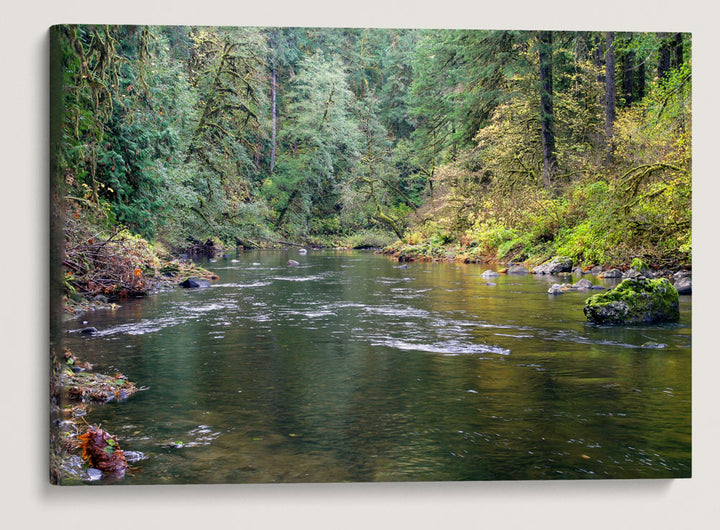 Fall Creek, Fall Creek National Recreation Trail, Willamette National Forest, Oregon, USA
