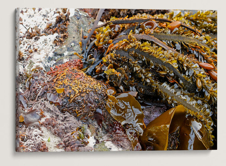 Feather Boa Kelp, Martin Creek Beach, Trinidad, California, USA