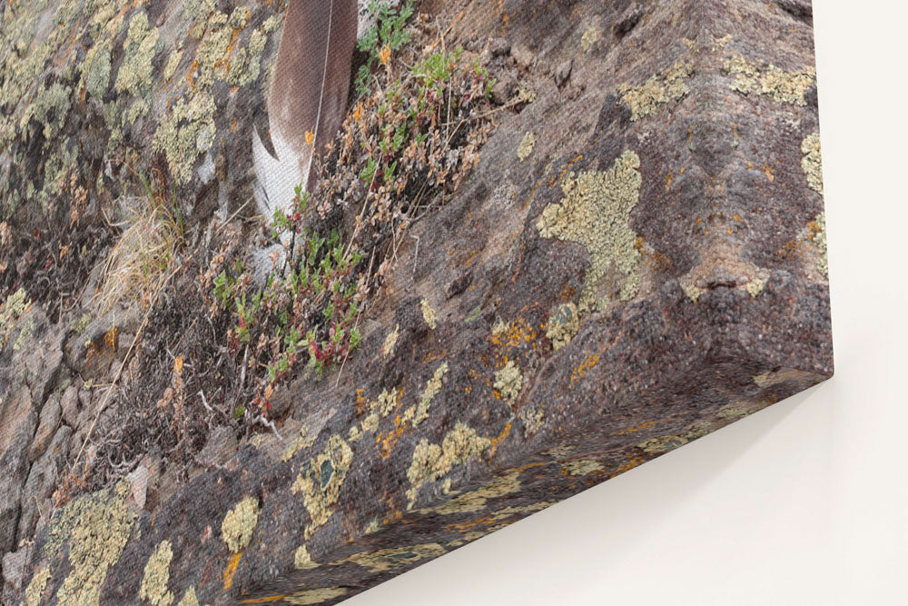 Feather on Lichen-covered Rocky Ground, Steens Mountain, Oregon