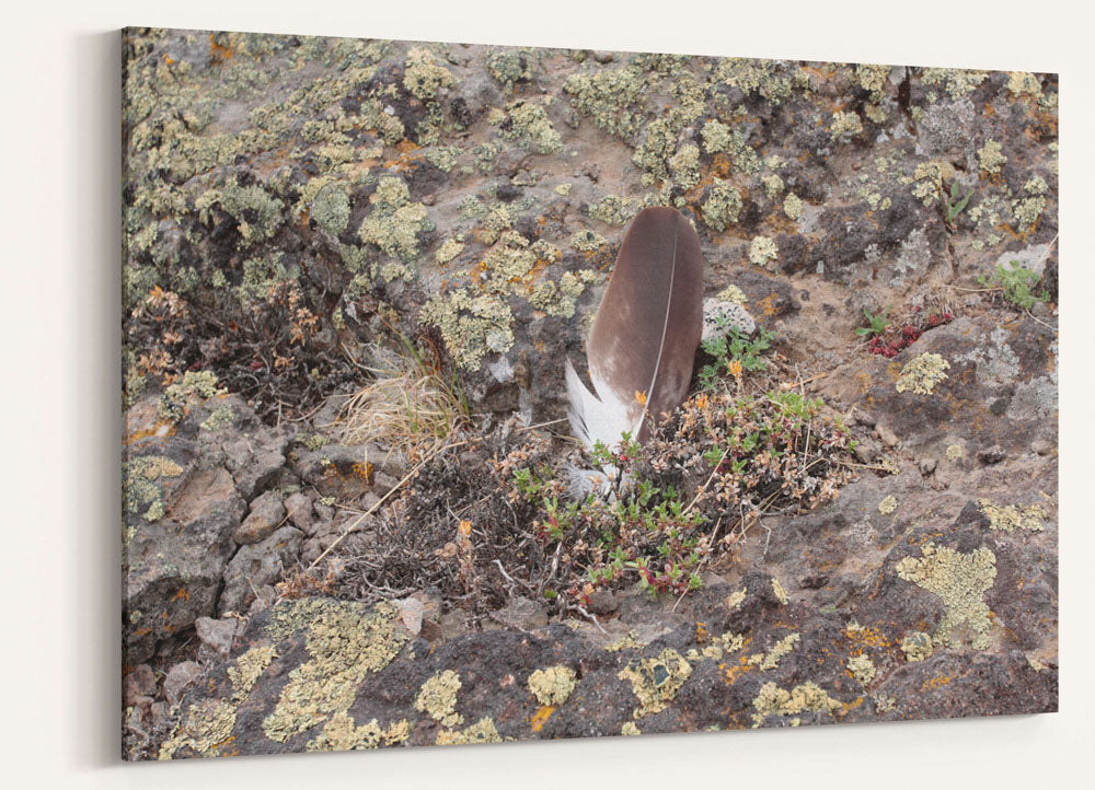 Feather on Lichen-covered Rocky Ground, Steens Mountain, Oregon