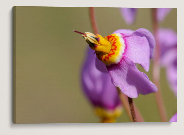 Few-Flowered Shooting Star, Turnbull National Wildlife Refuge, Washington, USA