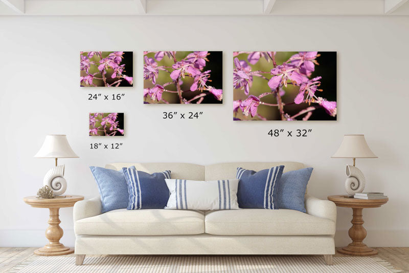 Fireweed in Full Bloom, Deschutes National Forest, Oregon