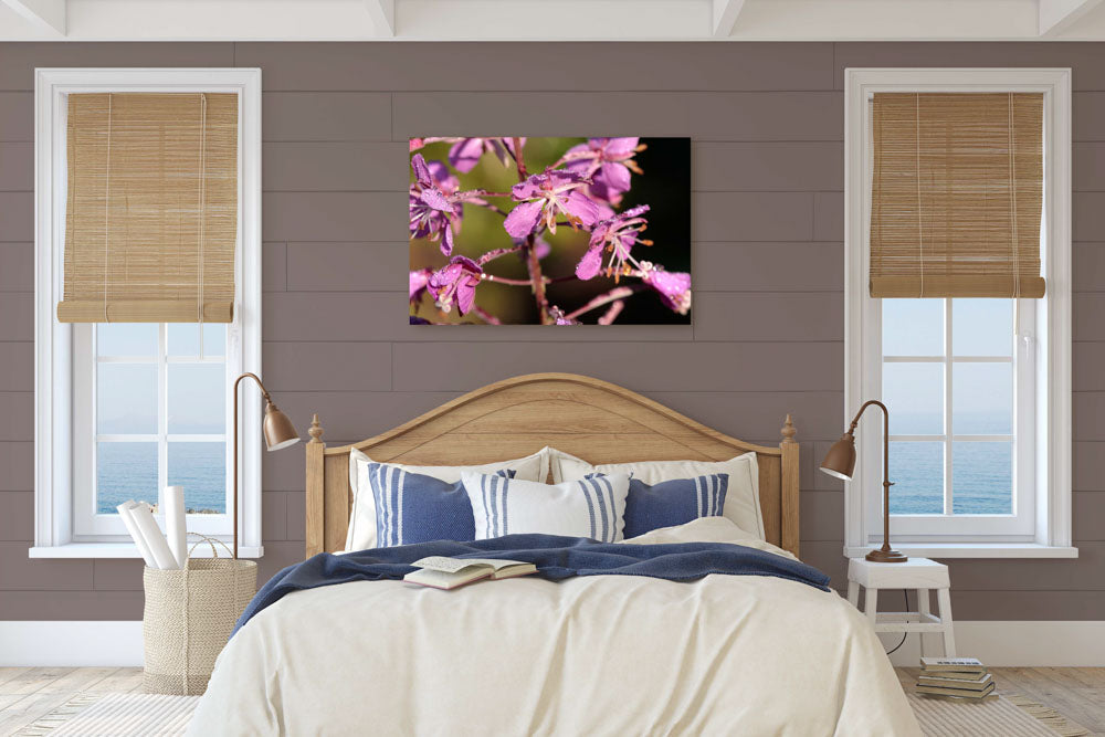 Fireweed in Full Bloom, Deschutes National Forest, Oregon