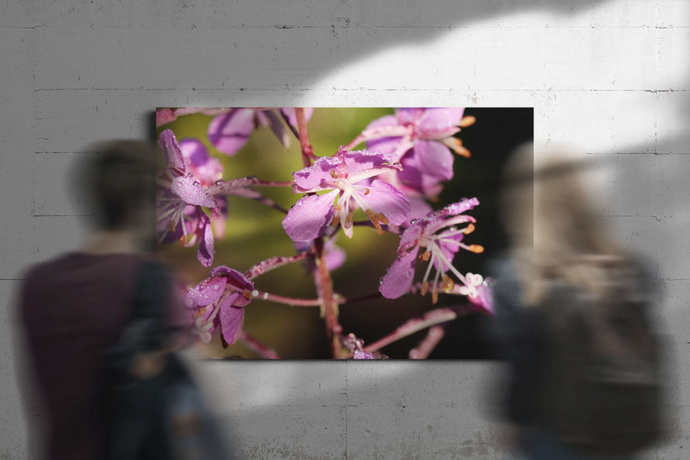 Fireweed in Full Bloom, Deschutes National Forest, Oregon