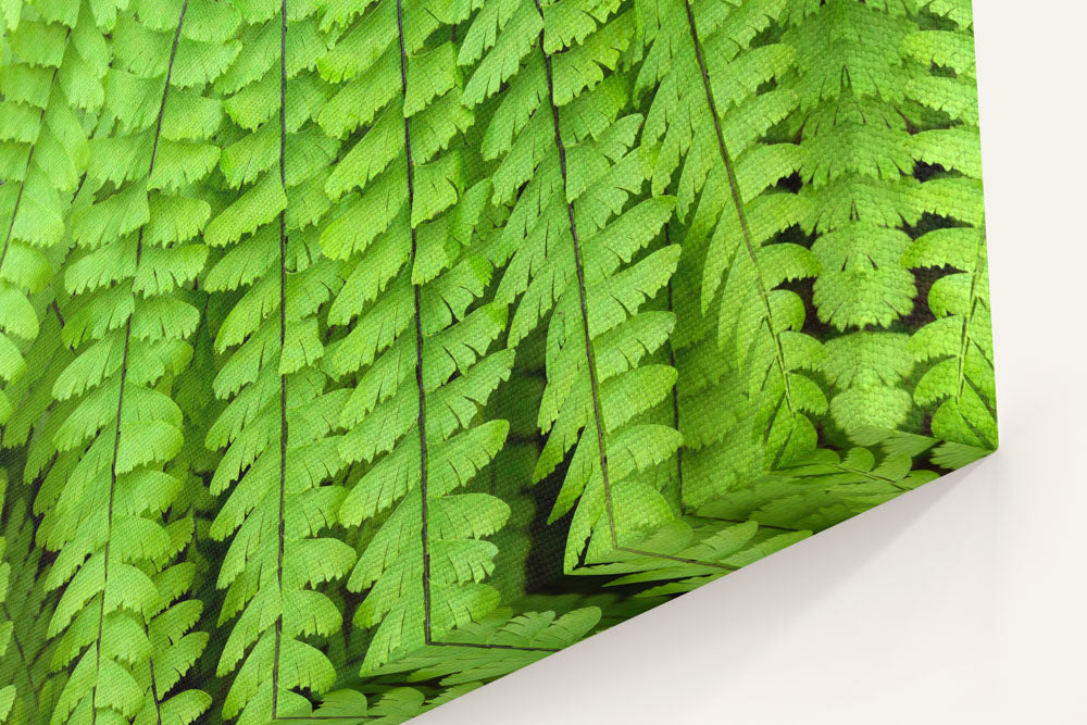 Northern Maidenhair Fern, James Irvine Trail, Prairie Creek Redwoods, California