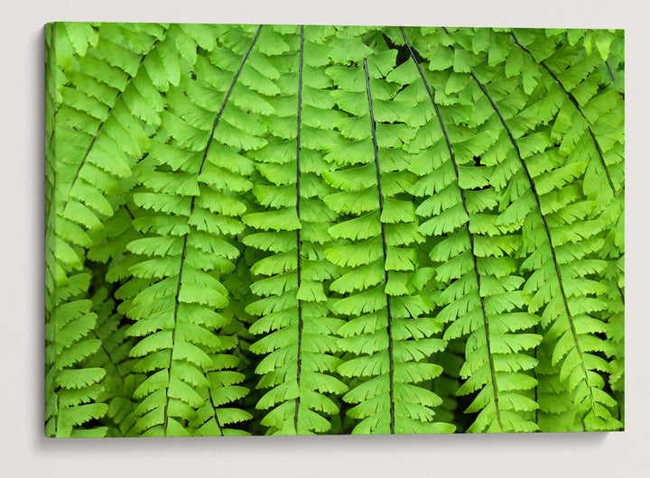 Northern Maidenhair Fern, James Irvine Trail, Prairie Creek Redwoods, California