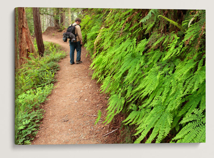 Northern Maidenhair fern, James Irvine Trail, Prairie Creek Redwoods, California