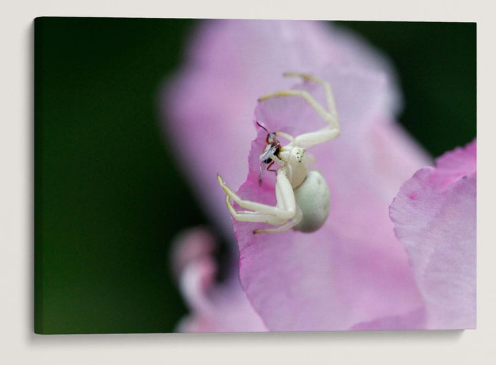 Flower Crab Spider and Prey on Pacific Rhododendron Flower, Myrtle Creek Trail, California, USA