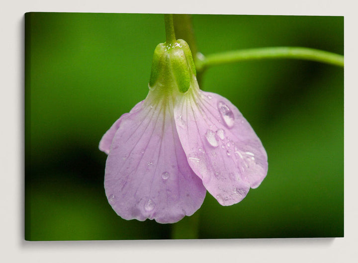 Pink-Flowering Wildflower, Humboldt Redwoods State Park, California, USA