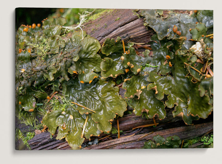 Frog Pelt Lichen, Lookout Creek Old-growth Trail, H.J. Andrews Forest, Oregon, USA