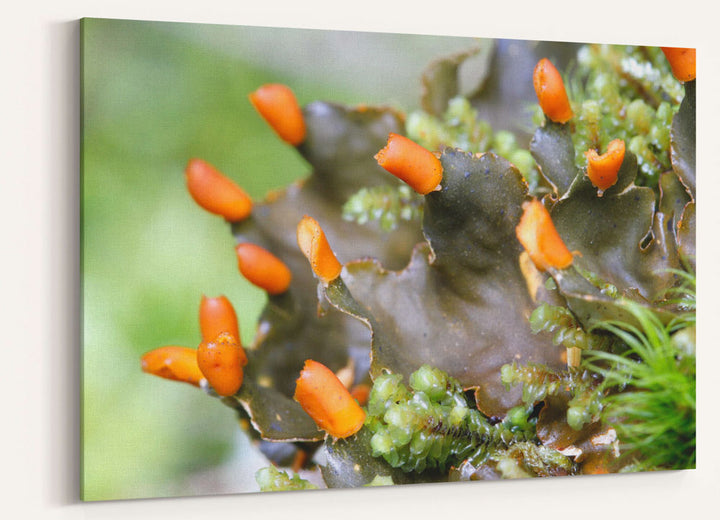 Frog Pelt Lichen, Lookout Creek Old-Growth Trail, Oregon