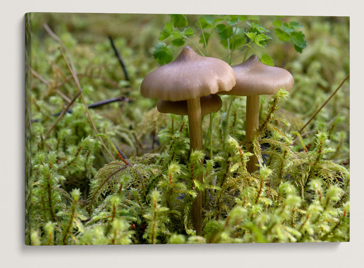 Mushrooms And Mosses, Fall Creek National Recreation Trail, Willamette Forest, Oregon