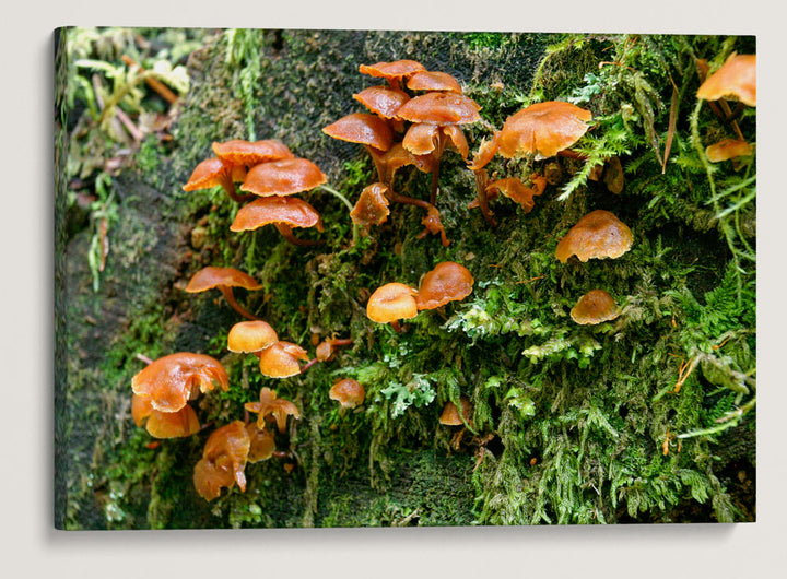 Mushroom And Moss, Lookout Creek Old-growth trail, H.J. Andrews Forest, Oregon