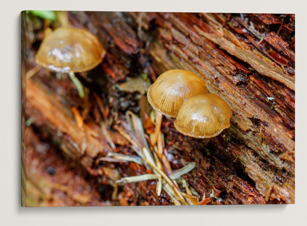 Mushrooms On Dead Wood, Lookout Creek Old-growth trail, H.J. Andrews Forest, Oregon