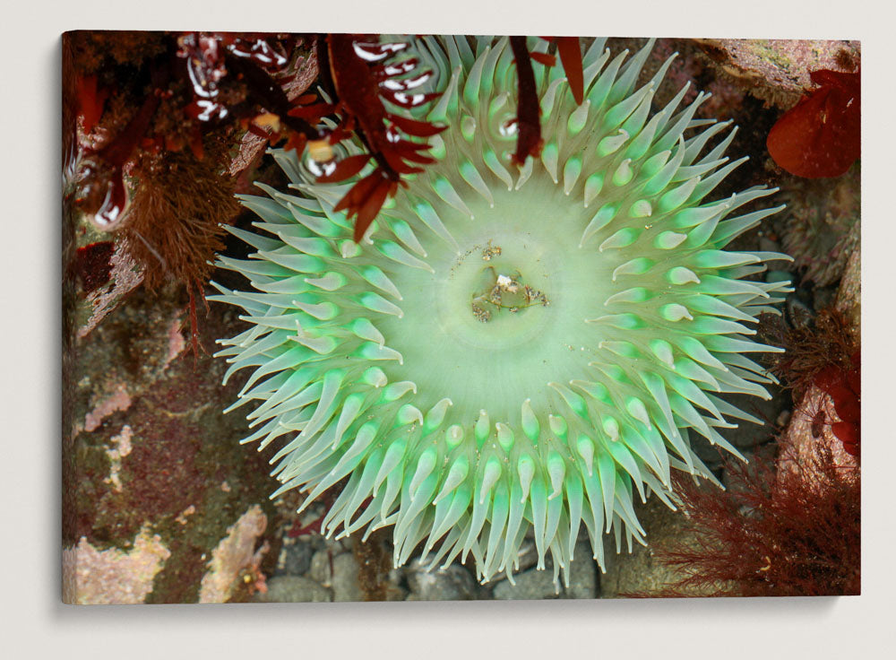 Giant Green Anemone, Martin Creek Beach, Trinidad, California, USA