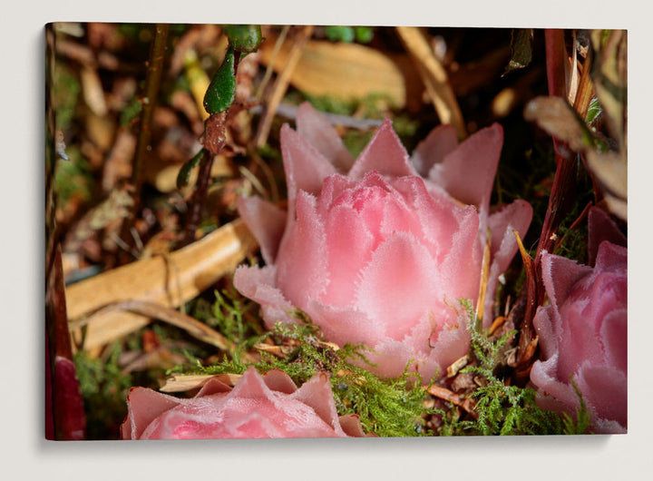 Gnome plant, Prairie Creek Trail, Prairie Creek Redwoods State Park, California, USA