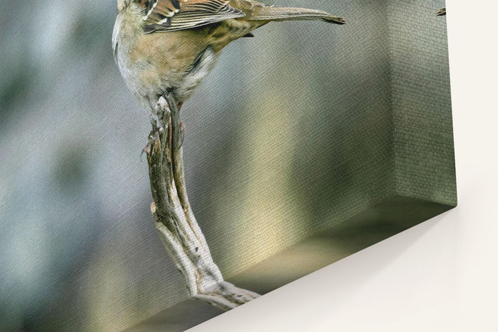 Golden-Crowned Sparrow, Tule Lake National Wildlife Refuge, California, USA