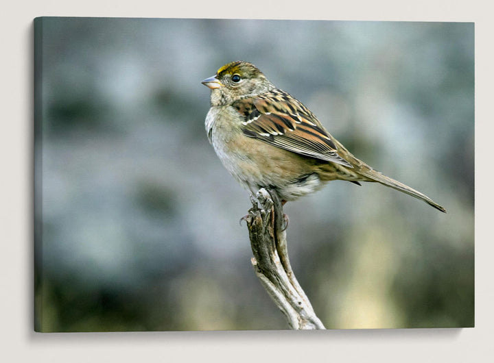 Golden-Crowned Sparrow, Tule Lake National Wildlife Refuge, California, USA