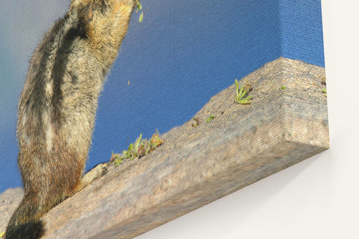 Golden-mantled ground squirrel, Crater Lake National Park, Oregon