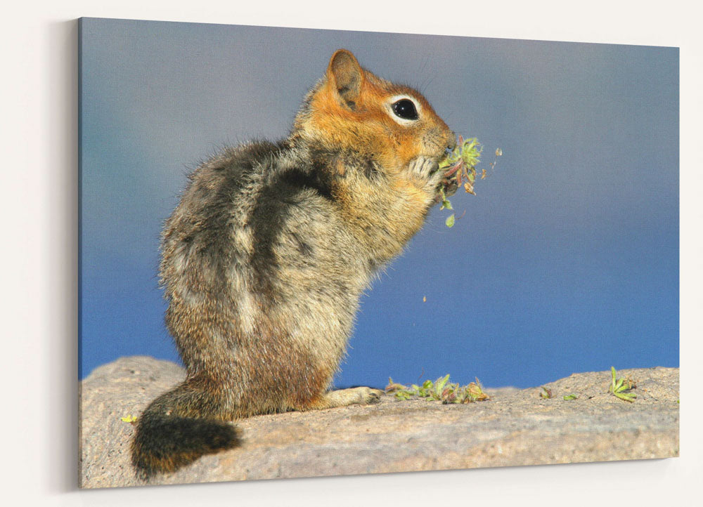 Golden-mantled ground squirrel, Crater Lake National Park, Oregon