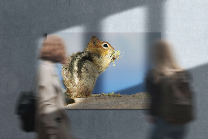 Golden-mantled ground squirrel, Crater Lake National Park, Oregon