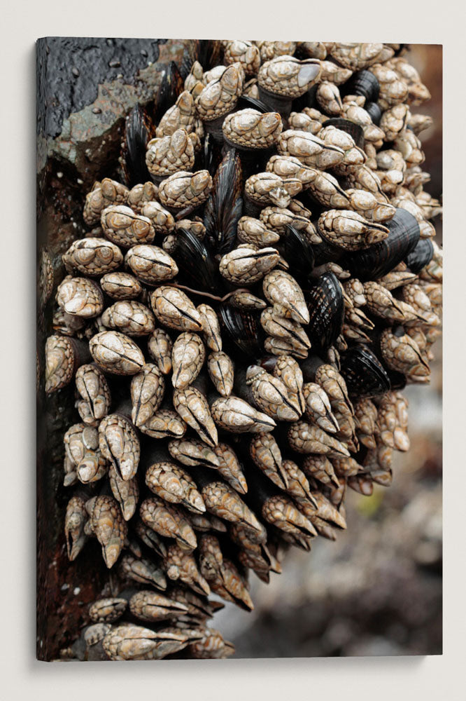 Gooseneck Barnacles, Martin Creek Beach, Trinidad, California, USA