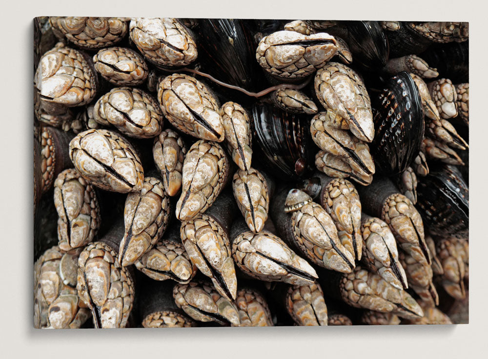 Goose Barnacles and California Mussels, Martin Creek Beach, Trinidad, California, USA