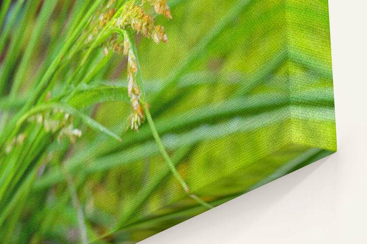 Grass, Limpy Rock Research Natural Area, Umpqua National Forest, Oregon, USA