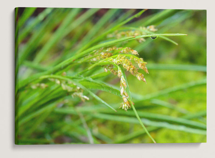 Grass, Limpy Rock Research Natural Area, Umpqua National Forest, Oregon, USA