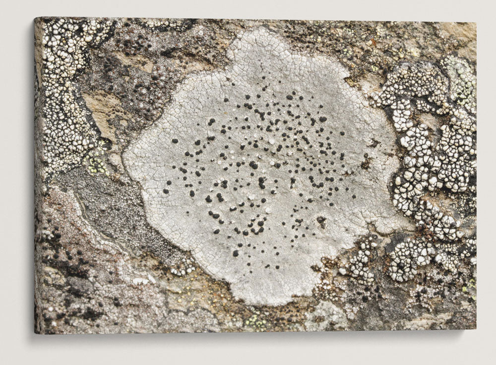 Rock Lichen, Carpenter Mountain, HJ Andrews Forest, Oregon, USA