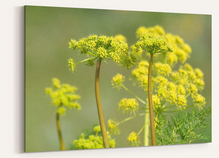 Grays Biscuitroot, Steptoe Butte State Park, Washington