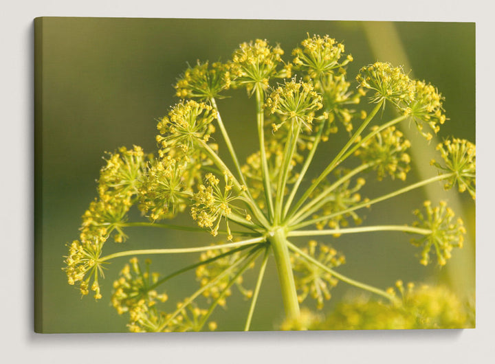 Gray's lomatium, Steptoe Butte State Park, Washington, USA