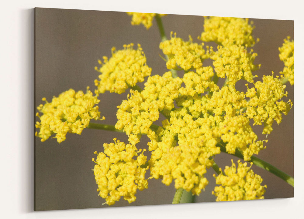 Yellow-flowering Gray's biscuitroot, Turnbull National Wildlife Refuge, Washington