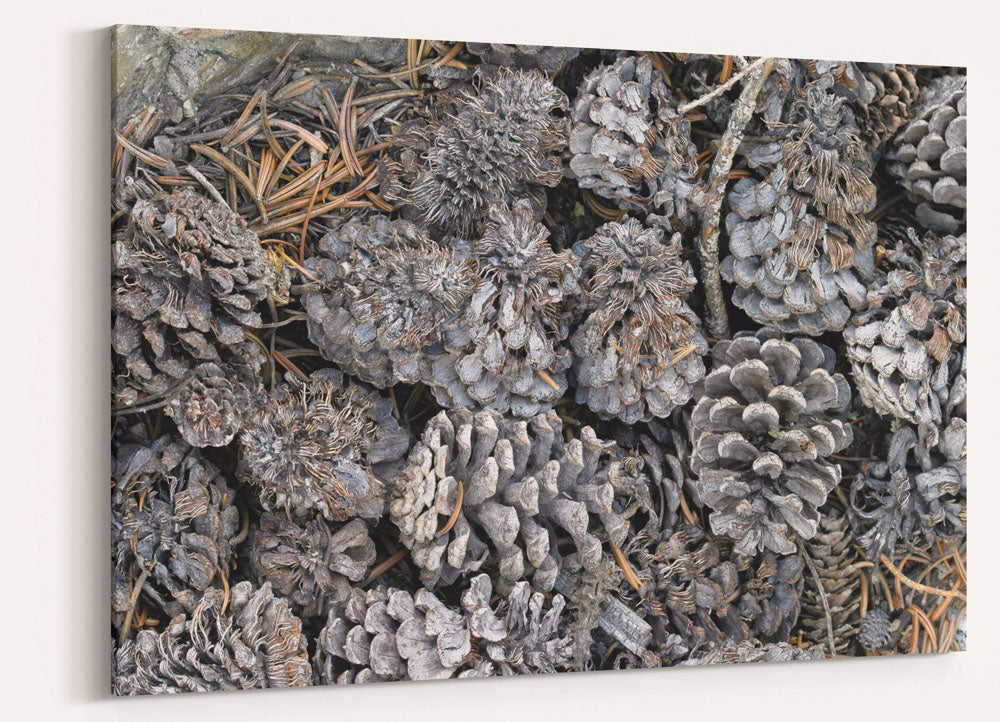 Great Basin Bristlecone Pine Cones, Great Basin National Park, Nevada