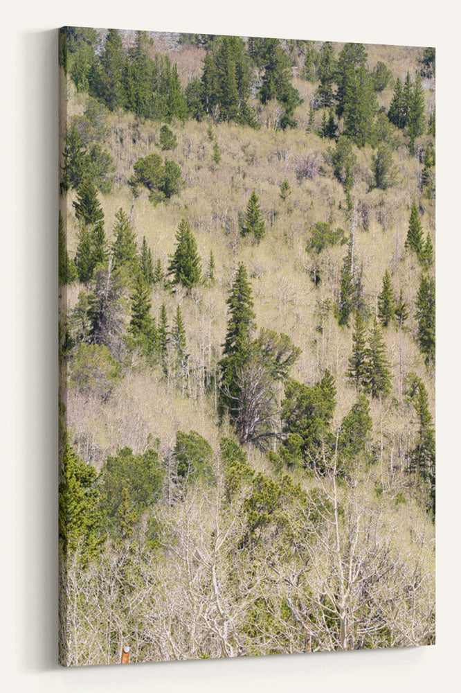 Mixed Evergreen Forest and Aspen, Great Basin National Park, Nevada