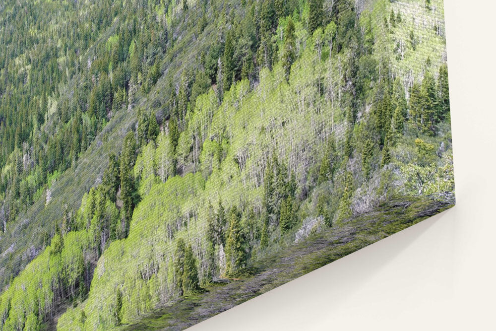 Fir-Aspen tree forest belt, Great Basin National Park, Nevada