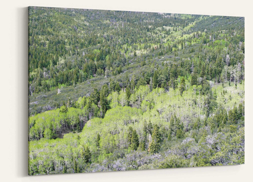 Fir-Aspen tree forest belt, Great Basin National Park, Nevada