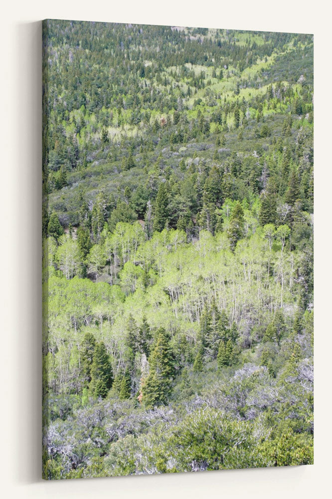 Mixed Evergreen Forest and Aspen, Great Basin National Park, Nevada