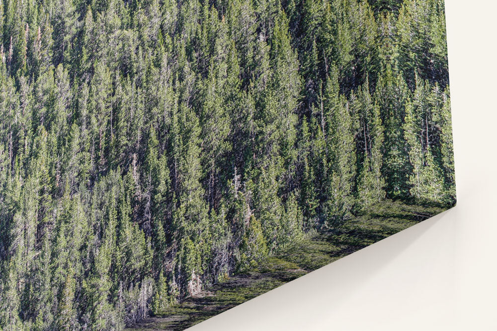 Fir-Aspen Forest Belt, Great Basin National Park, Nevada, USA