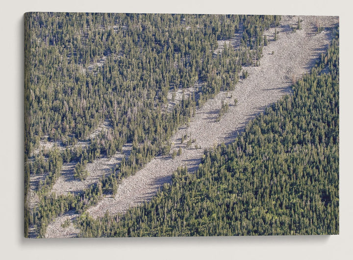 Talus Slope and Mixed Conifer Forest, Great Basin National Park, Nevada, USA