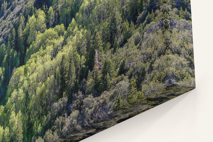 Fir-Aspen Forest Belt, Great Basin National Park, Nevada, USA