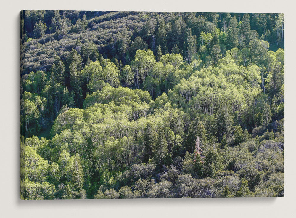 Fir-Aspen Forest Belt, Great Basin National Park, Nevada, USA