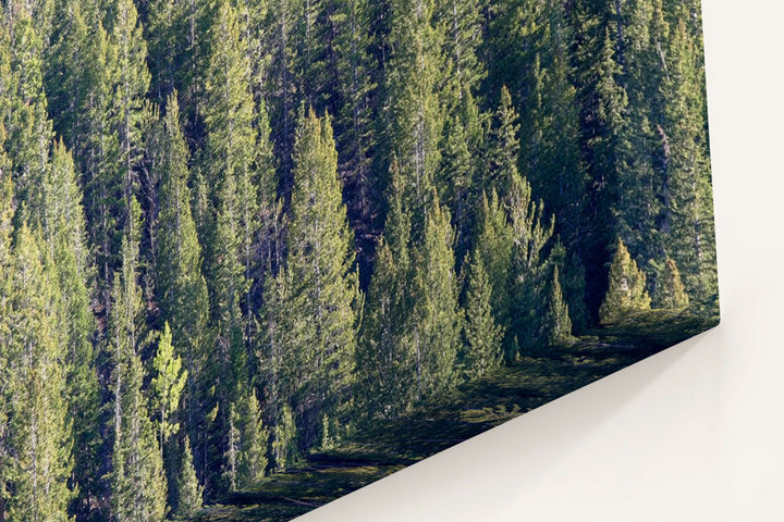 Pine-fir forest, Great Basin National Park, Nevada